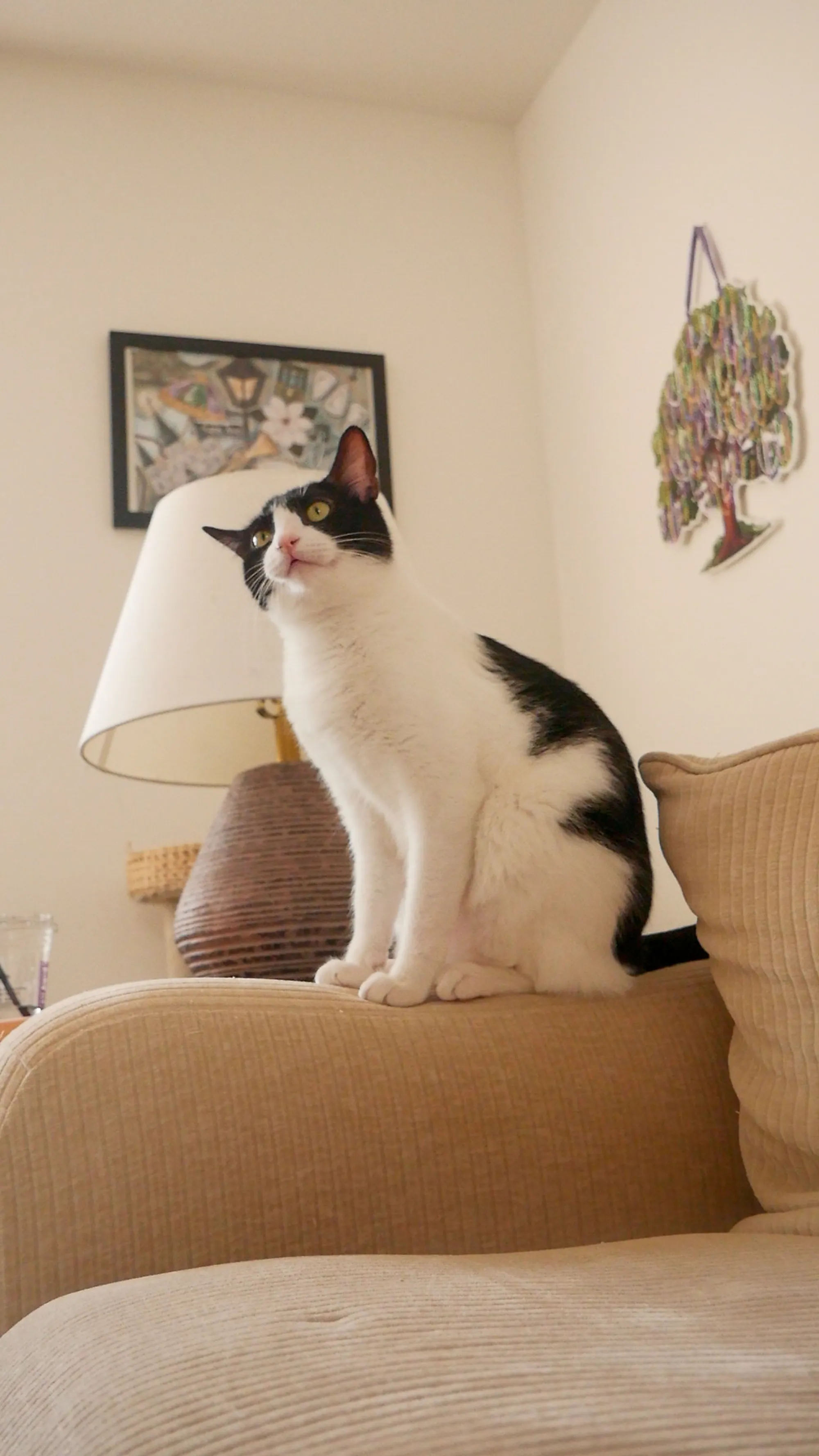 A curious cat looking beyond the frame
