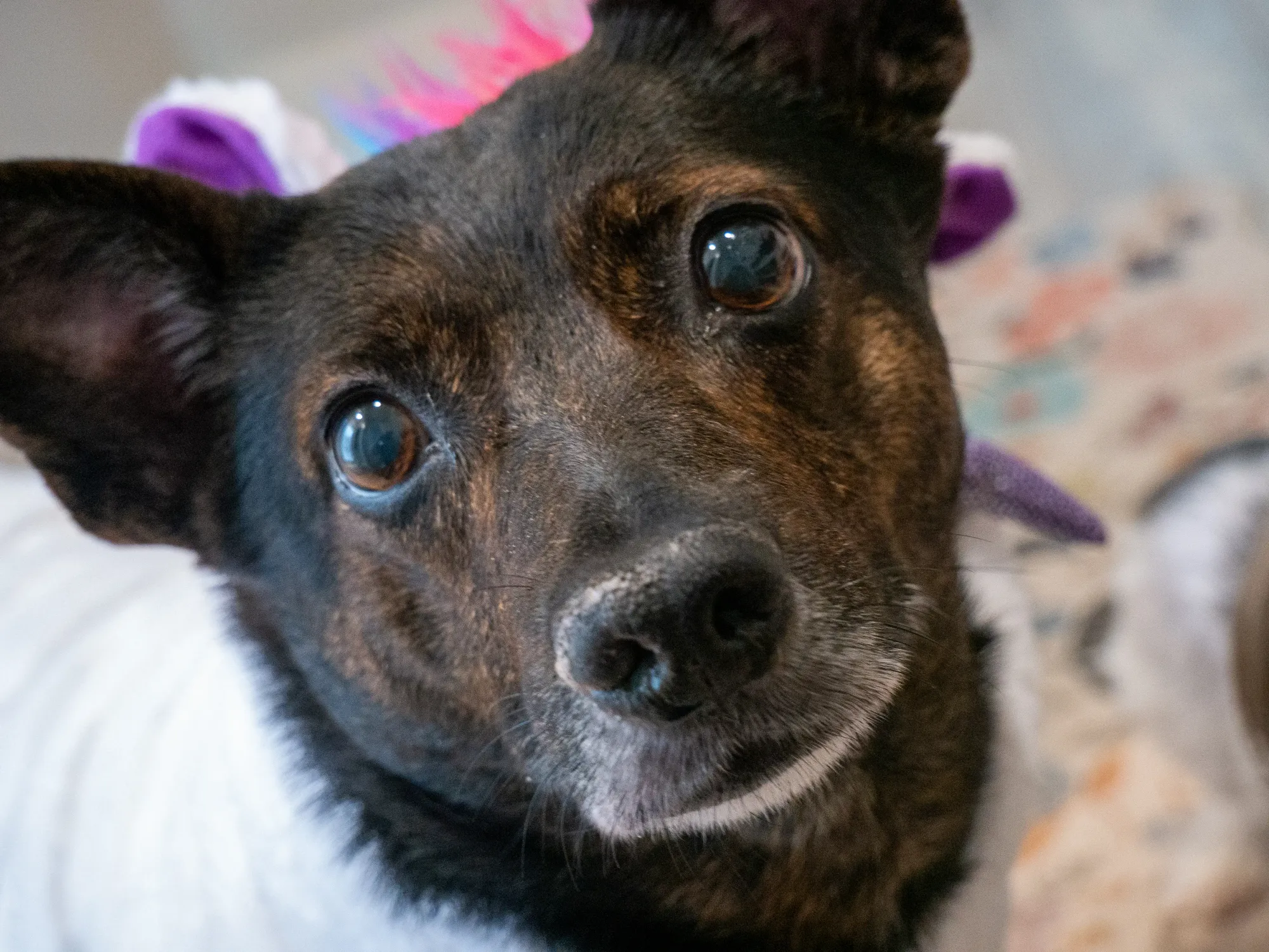 A relaxed pet in Tess's care